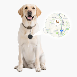 Happy Labrador wearing Taggy Bluetooth Tracker with map showing location, compatible with Apple and Android devices.