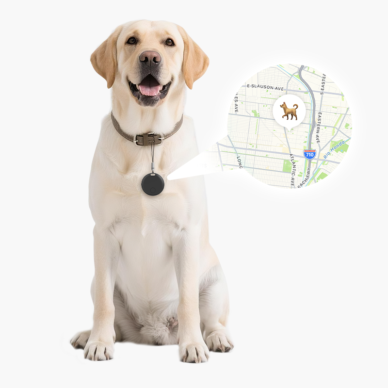 Happy Labrador wearing Taggy Bluetooth Tracker with map showing location, compatible with Apple and Android devices.